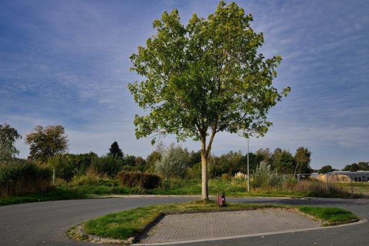 CP8_4521